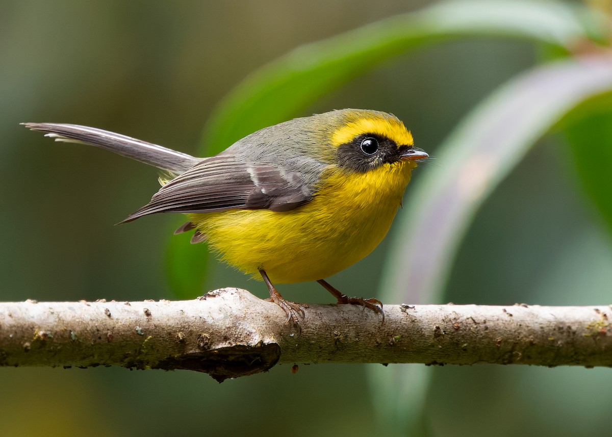 Yellow-bellied Fairy-Fantail - ML640259205