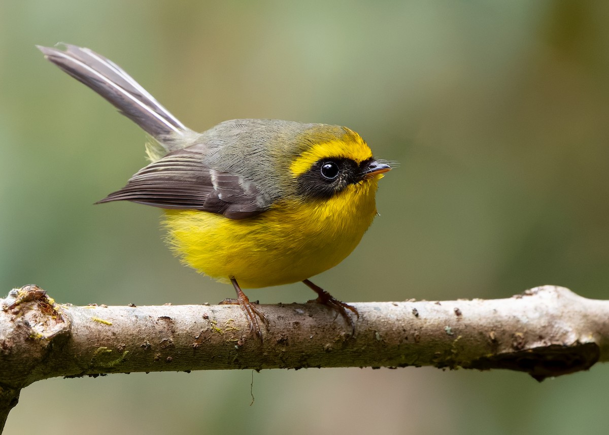 Yellow-bellied Fairy-Fantail - ML640259206