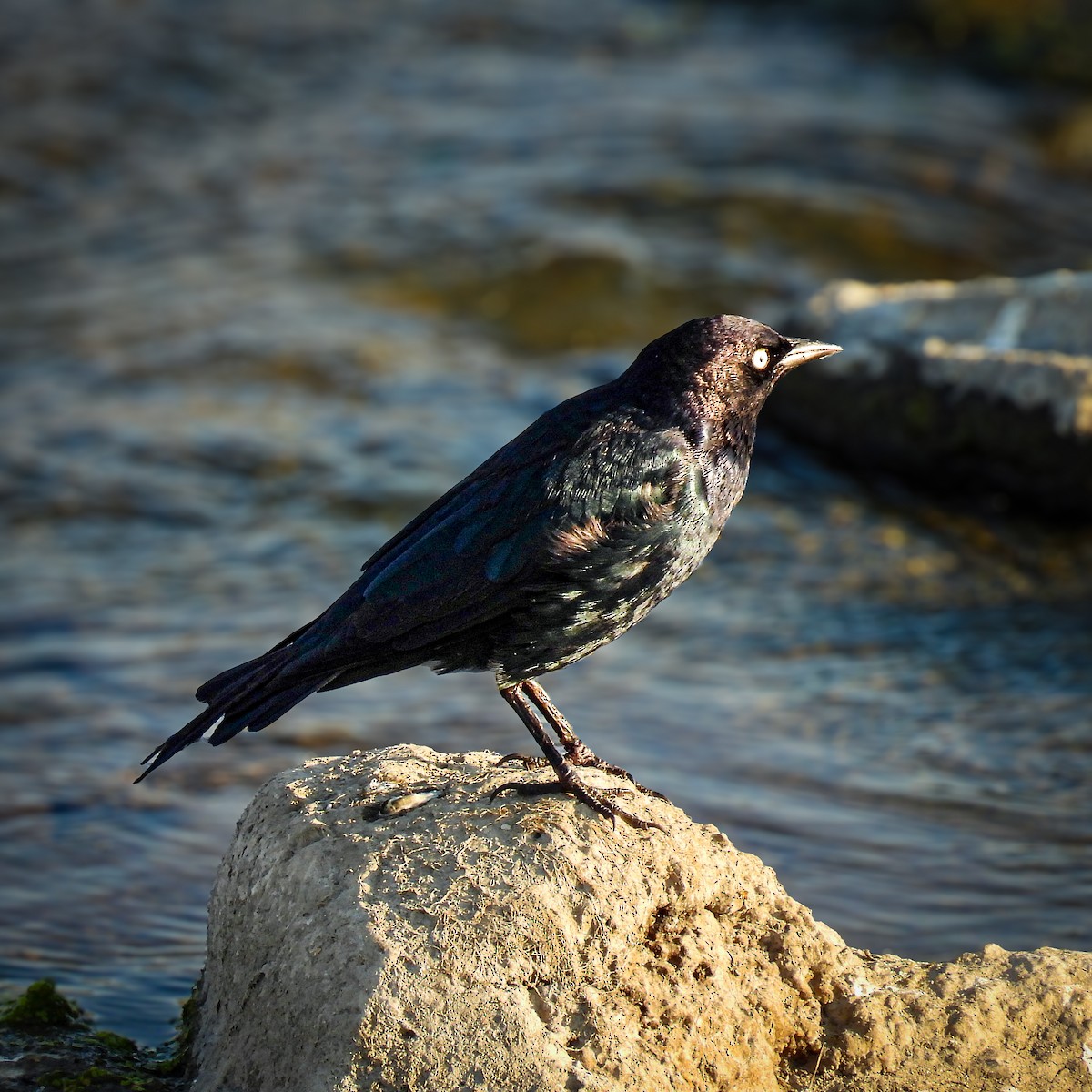 Brewer's Blackbird - ML640259207