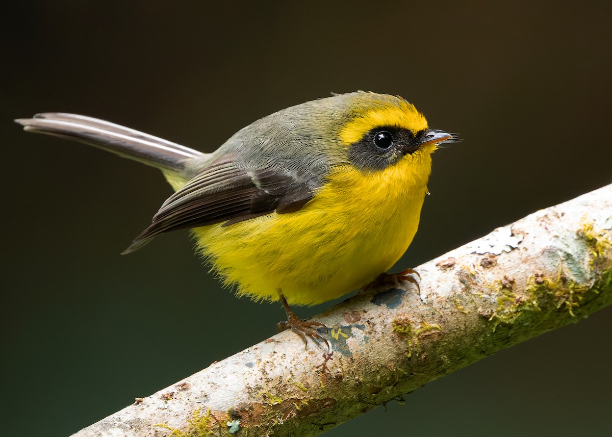 Yellow-bellied Fairy-Fantail - ML640259209