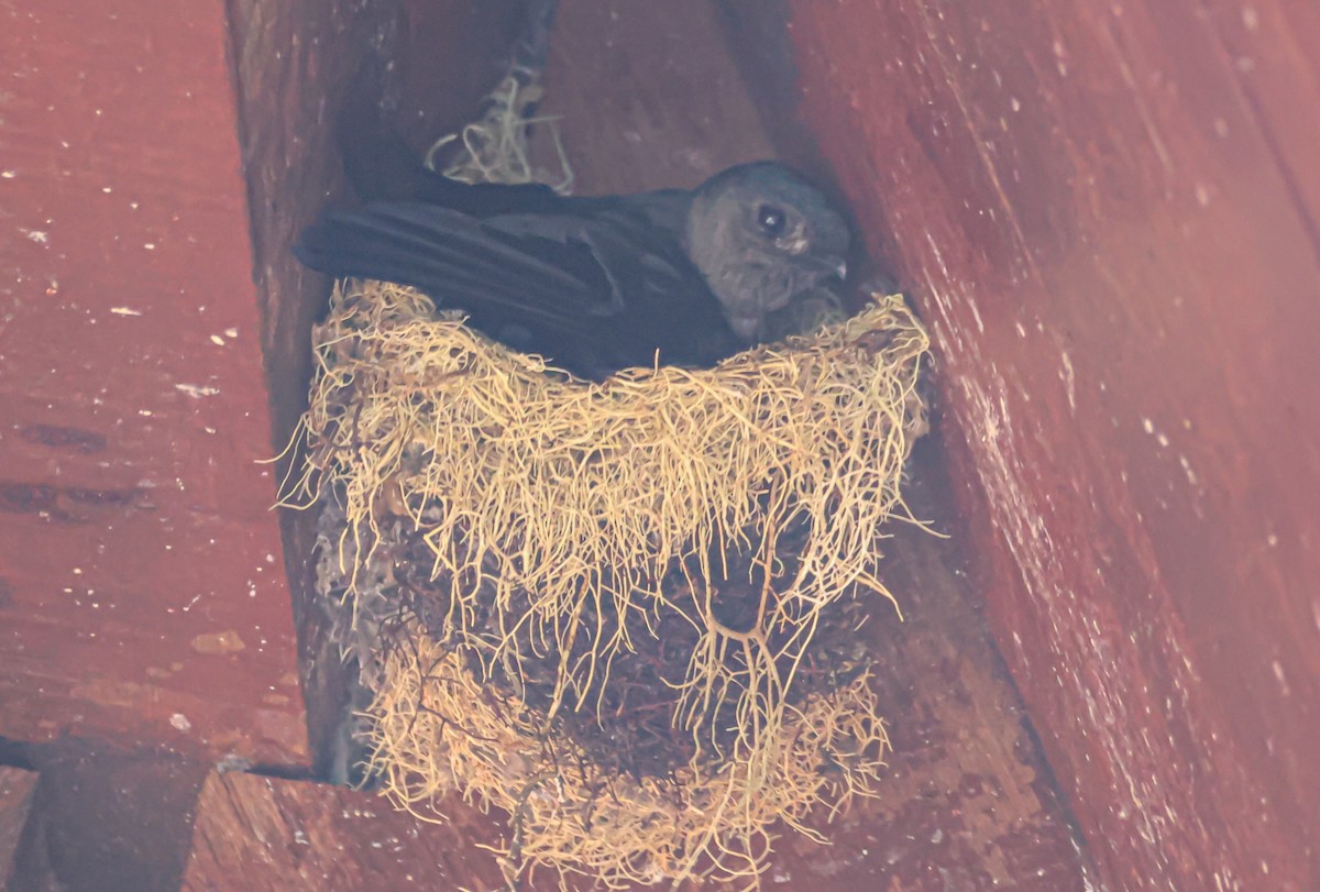 Plume-toed Swiftlet - ML640259210