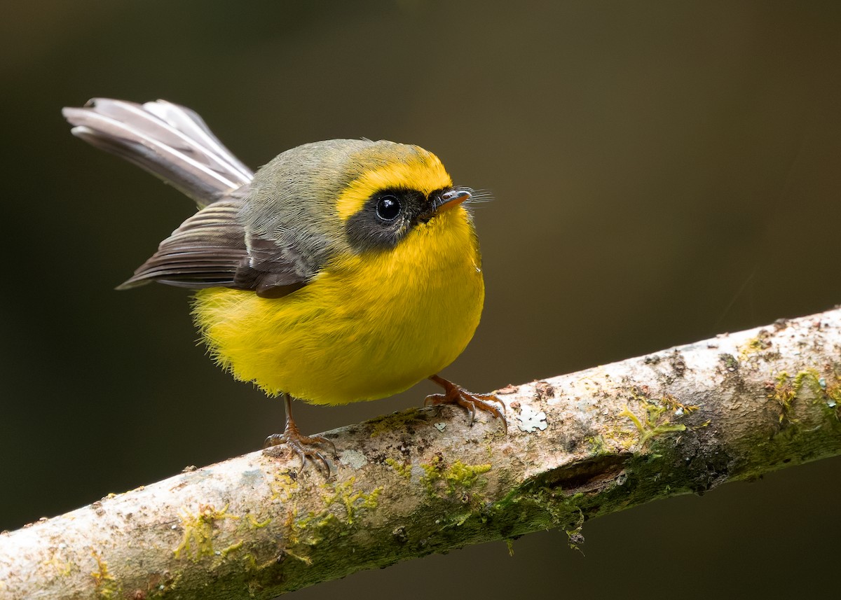 Yellow-bellied Fairy-Fantail - ML640259212