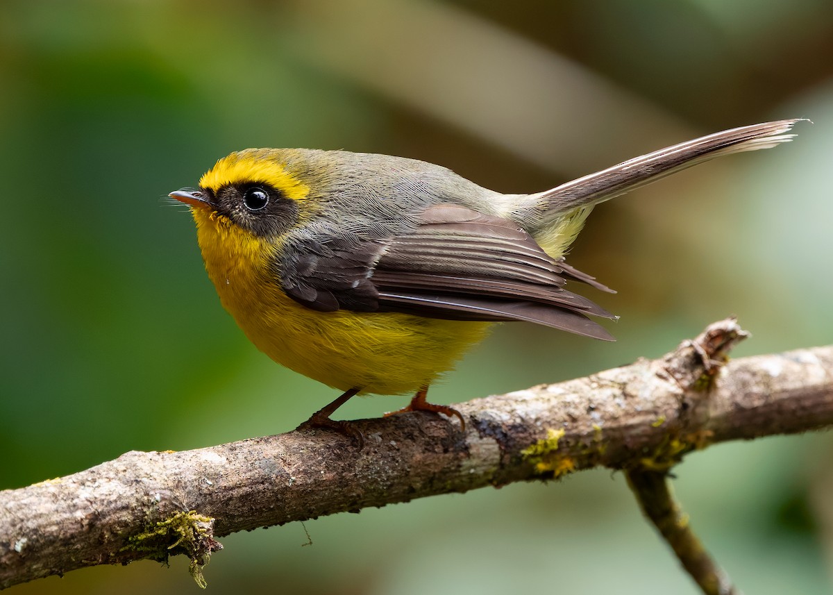 Yellow-bellied Fairy-Fantail - ML640259213