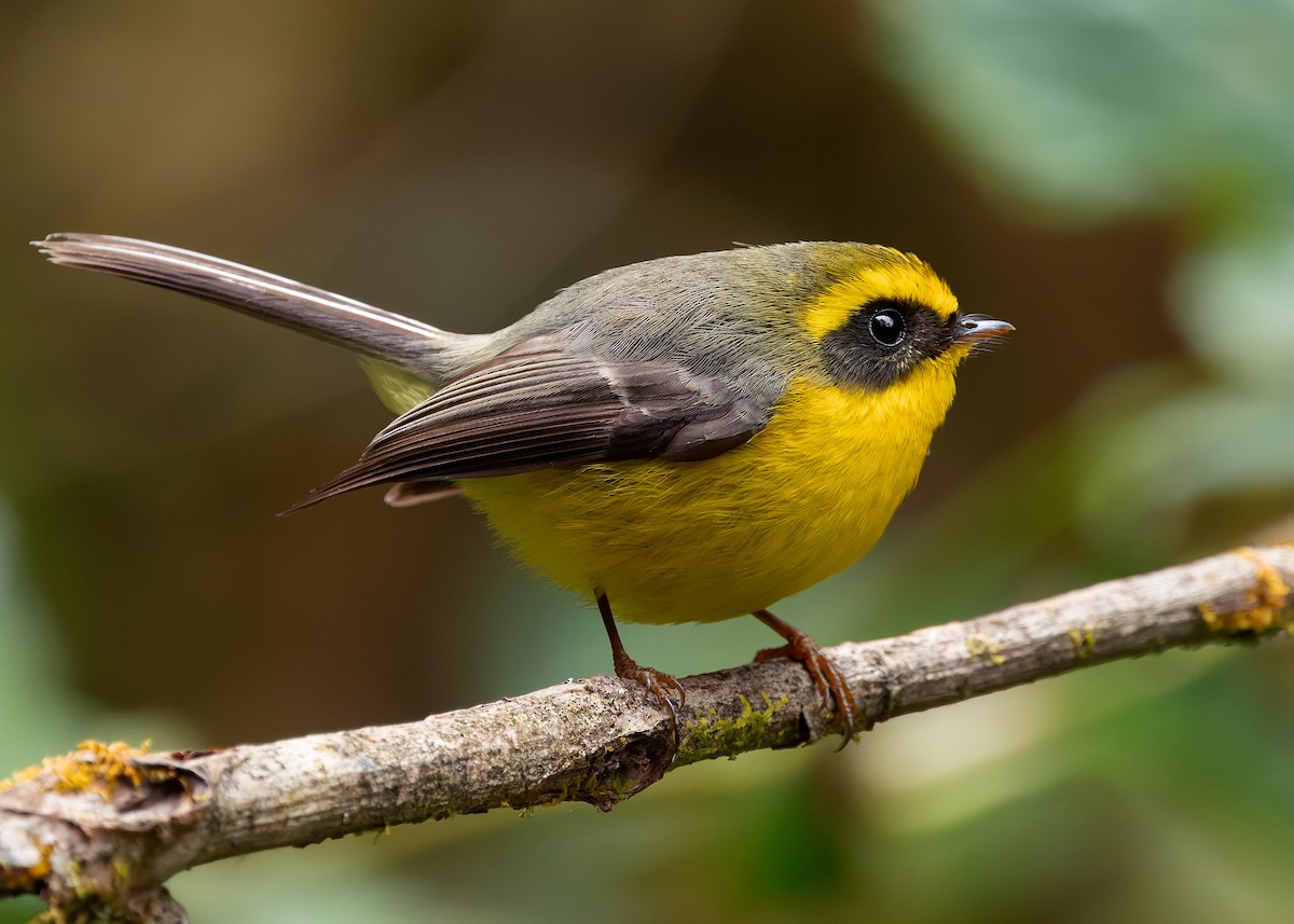 Yellow-bellied Fairy-Fantail - ML640259214