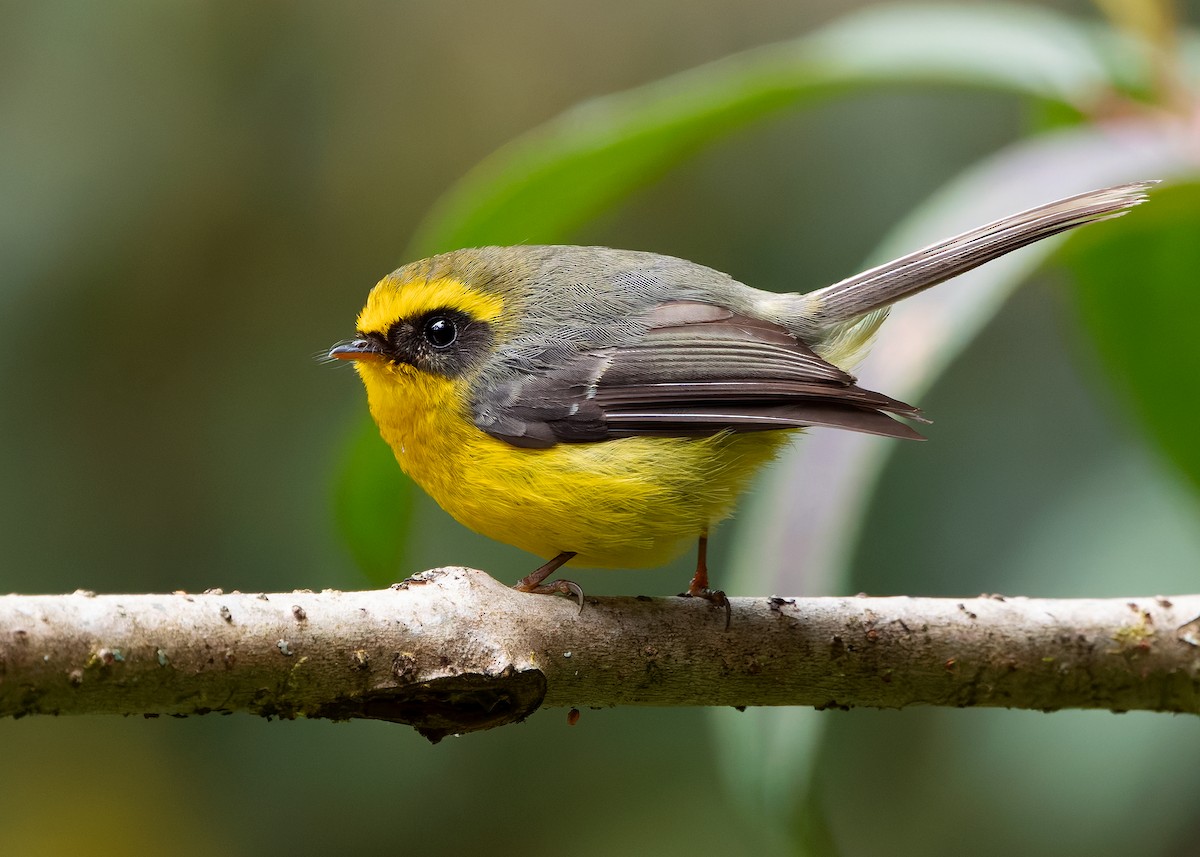 Yellow-bellied Fairy-Fantail - ML640259215
