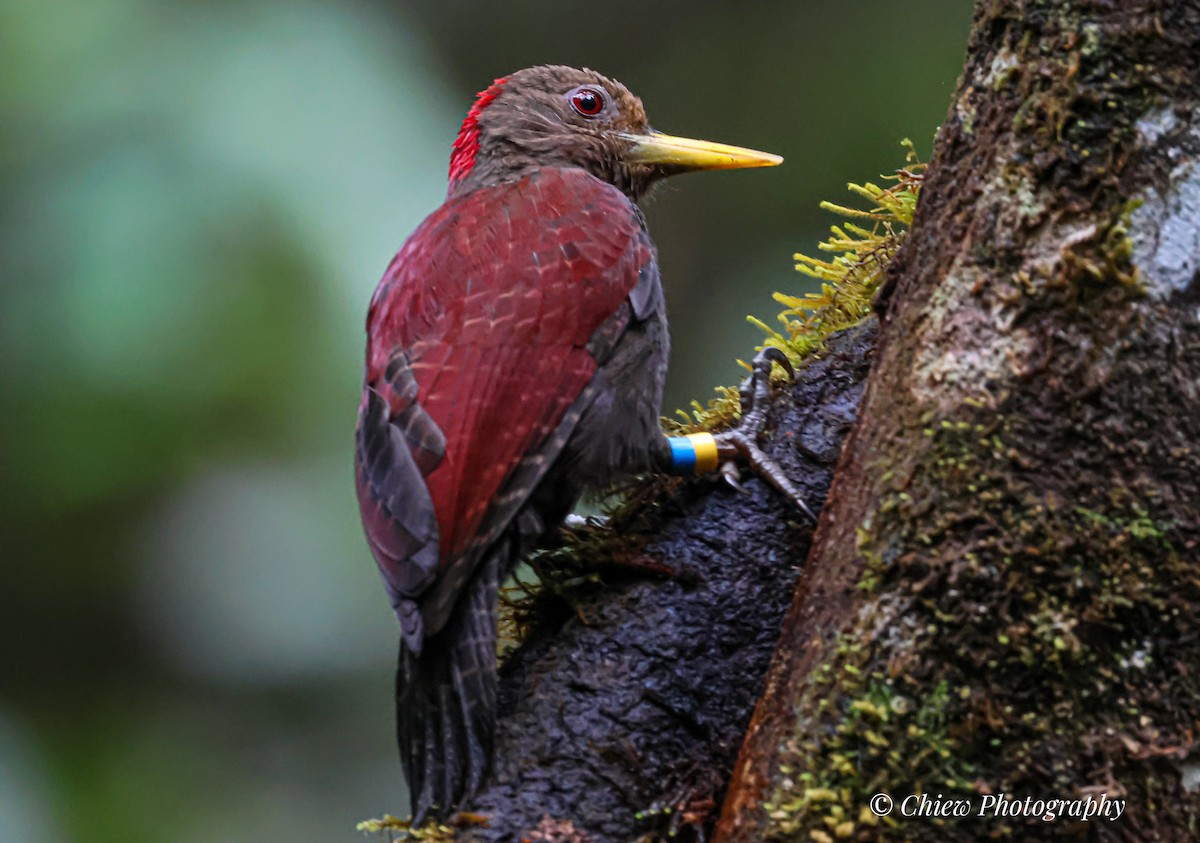 Maroon Woodpecker - ML640259217