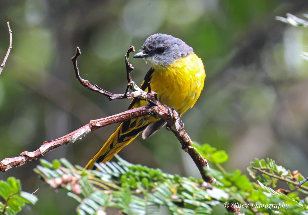 Gray-chinned Minivet - ML640259223