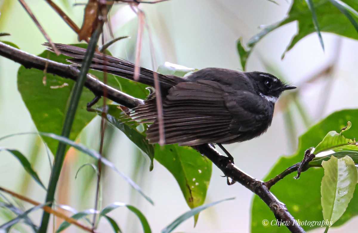 White-throated Fantail - ML640259228