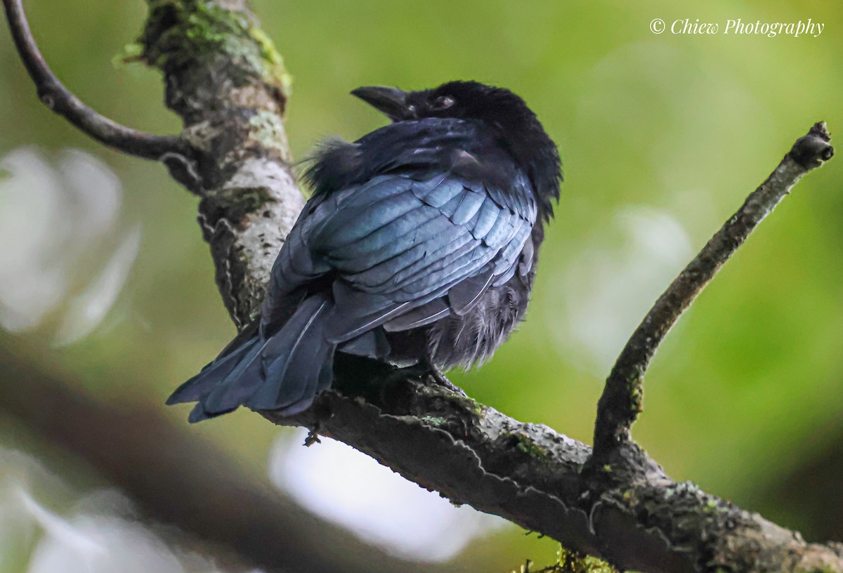 Hair-crested Drongo - ML640259232