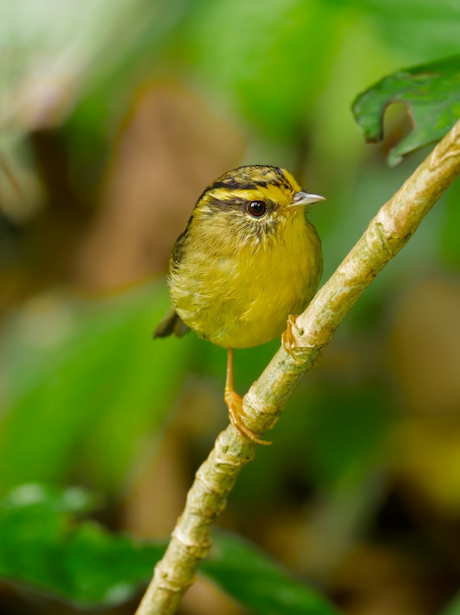 Yellow-throated Fulvetta - ML640259239