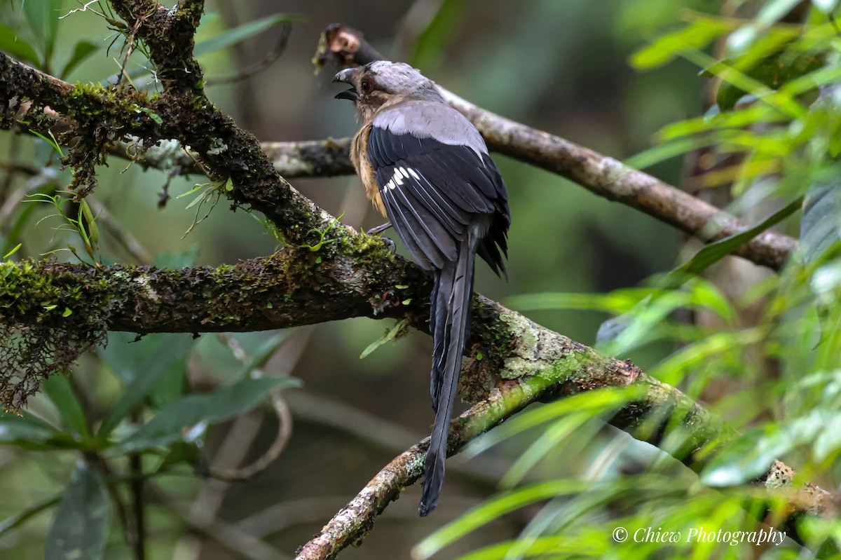 Bornean Treepie - ML640259240