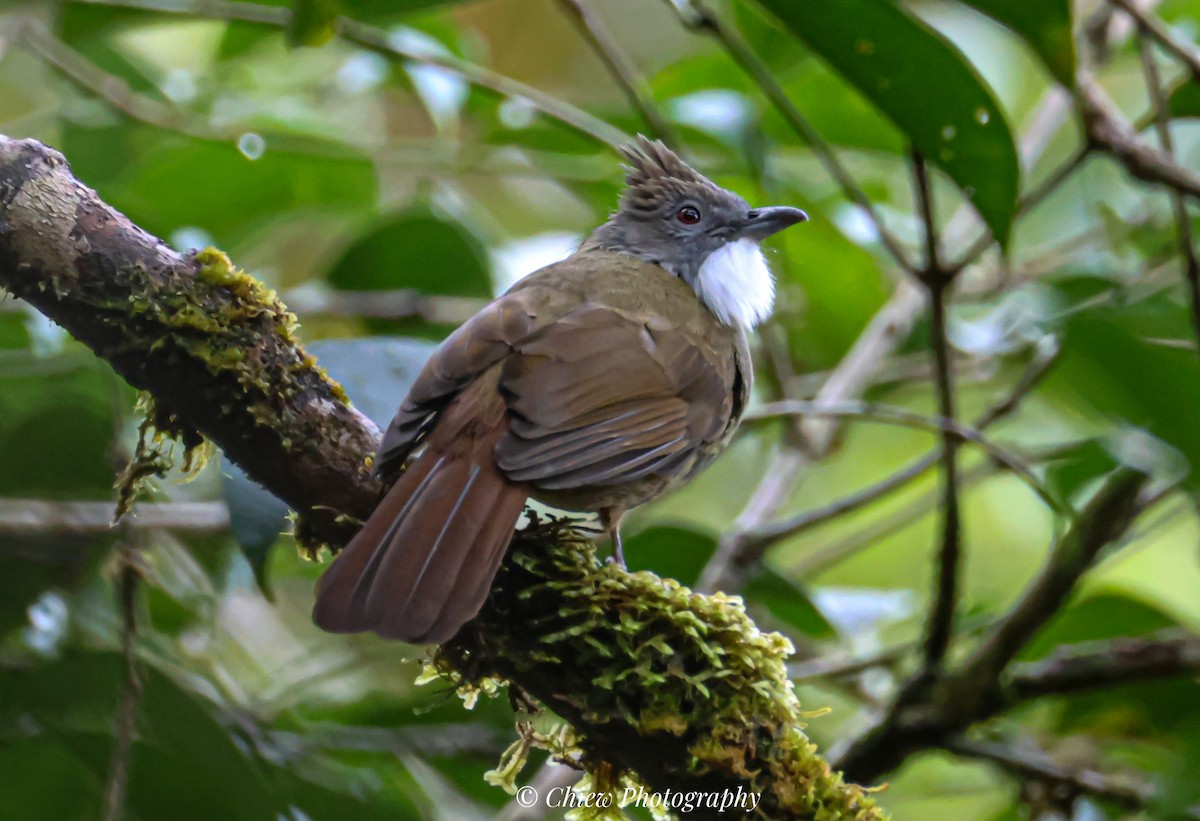 Penan Bulbul - ML640259242