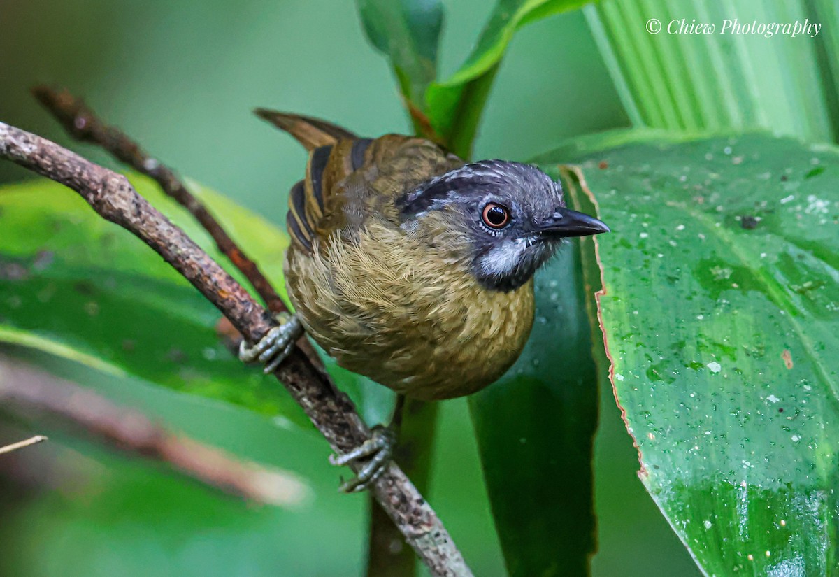 Gray-throated Babbler - ML640259248