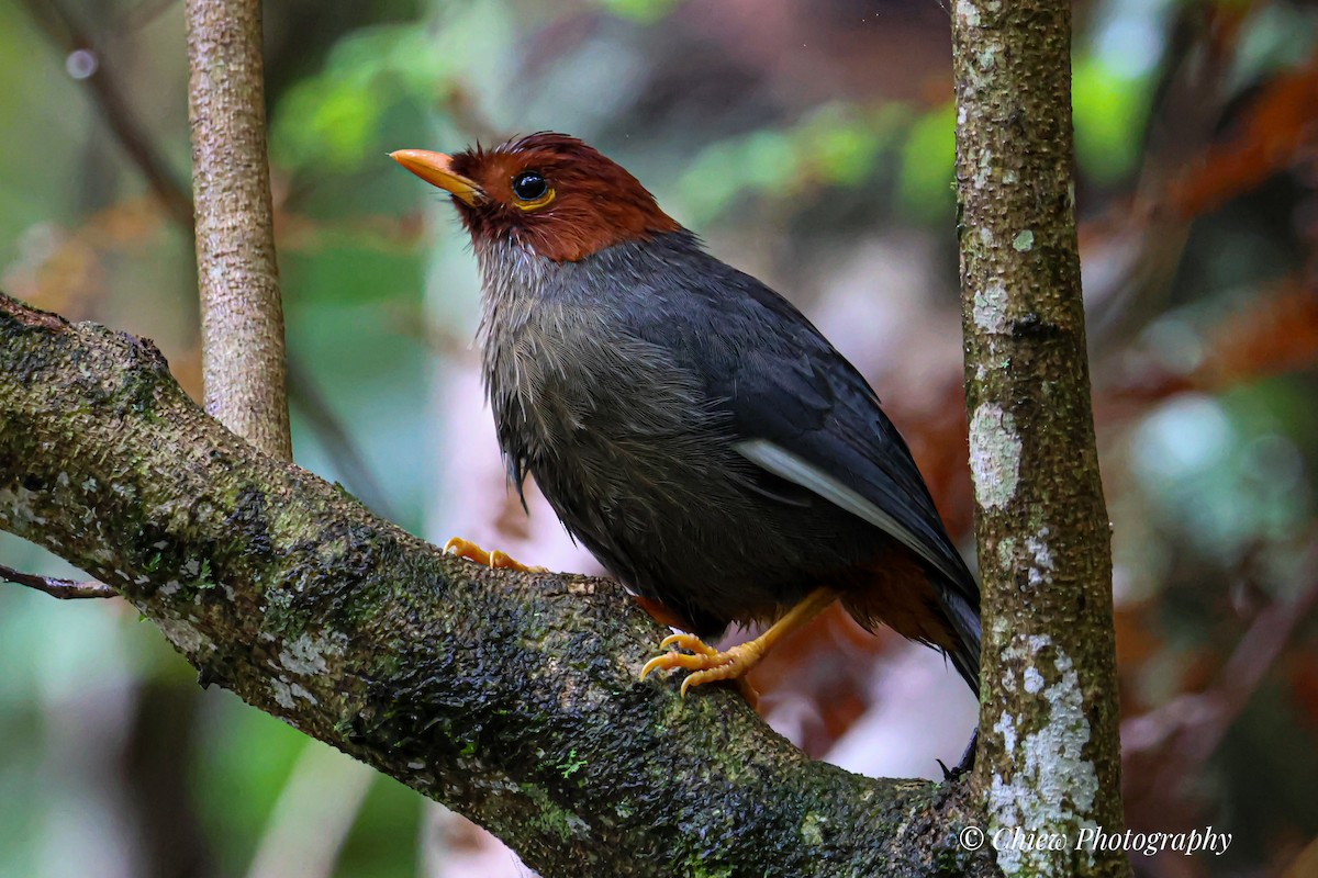 Chestnut-hooded Laughingthrush - ML640259251