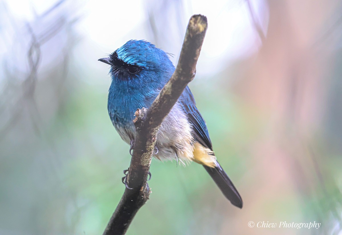 Indigo Flycatcher - ML640259252
