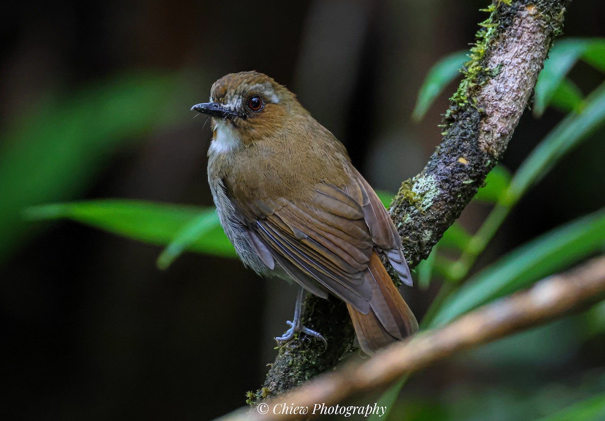 Eyebrowed Jungle Flycatcher - ML640259253