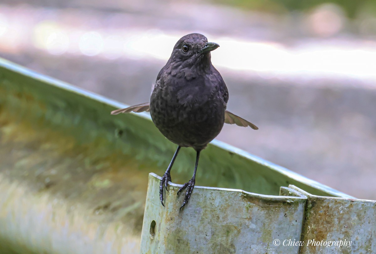 Bornean Whistling-Thrush - ML640259254