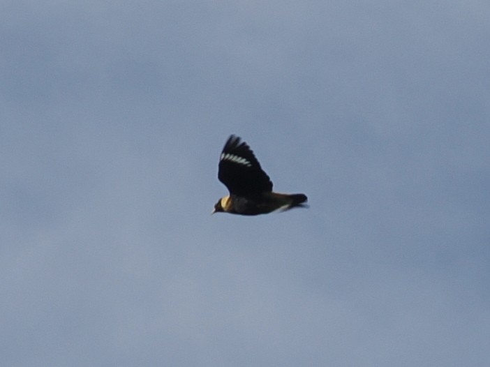 Golden Myna - ML640259294