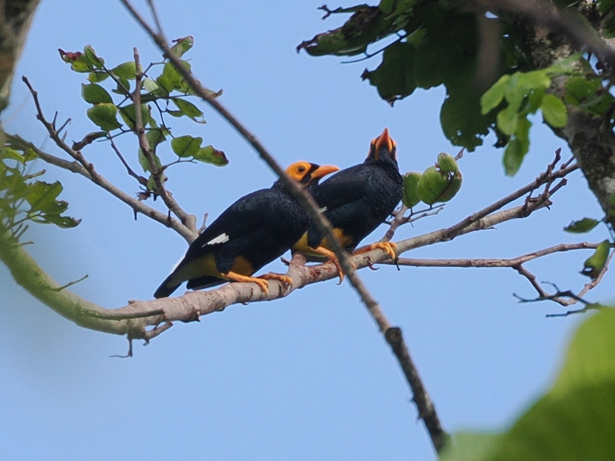Yellow-faced Myna - ML640259309