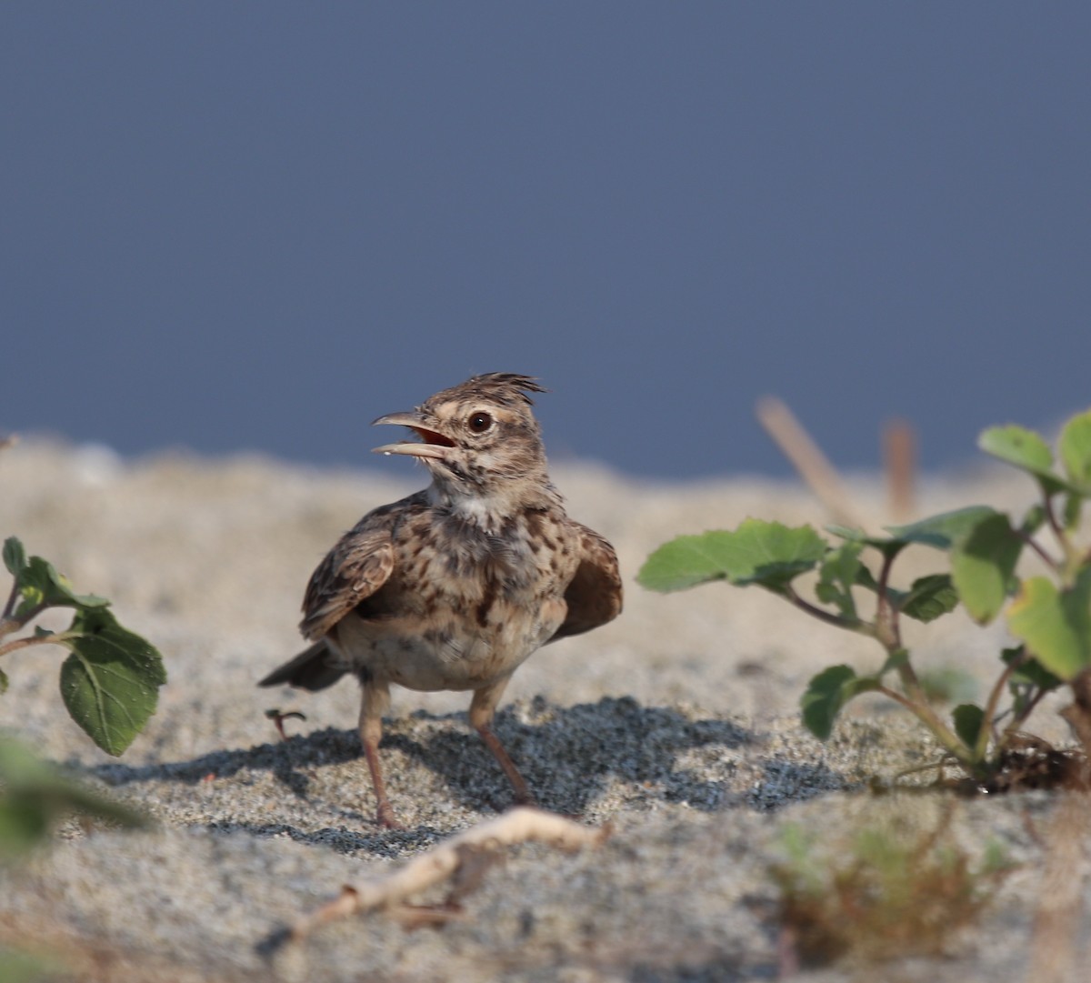 Crested Lark - ML640259322