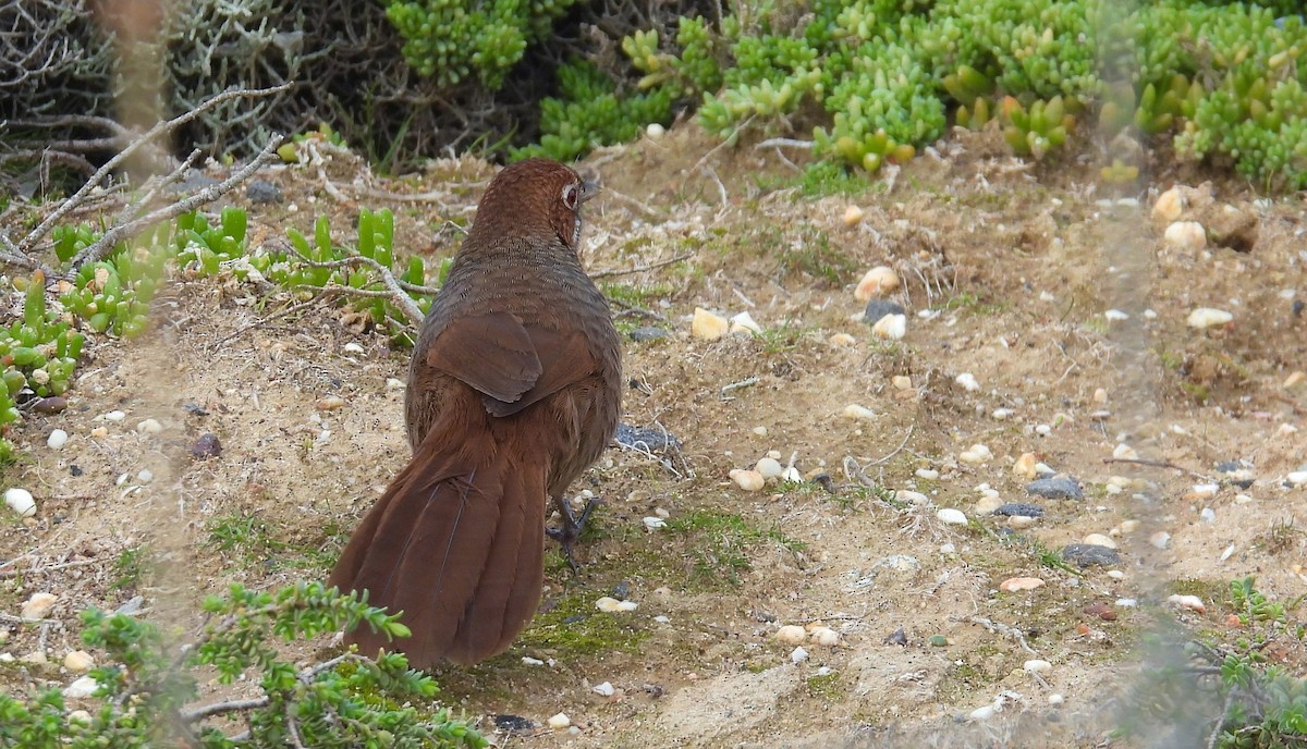 Rufous Bristlebird - ML640259348