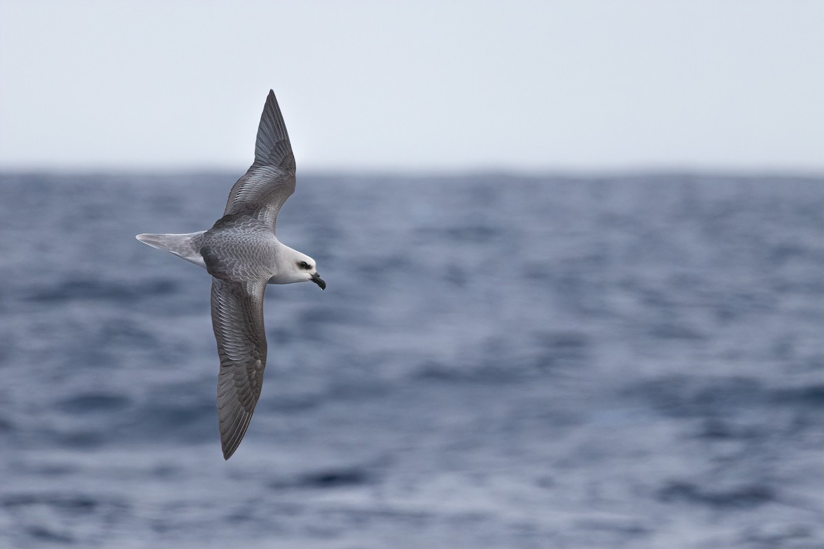 White-headed Petrel - ML640259374