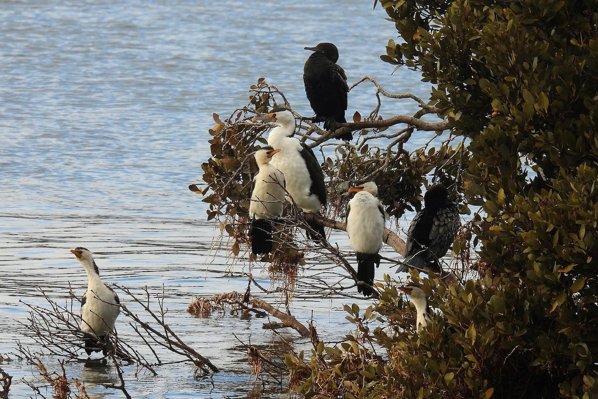 Cormoran pie - ML640259384