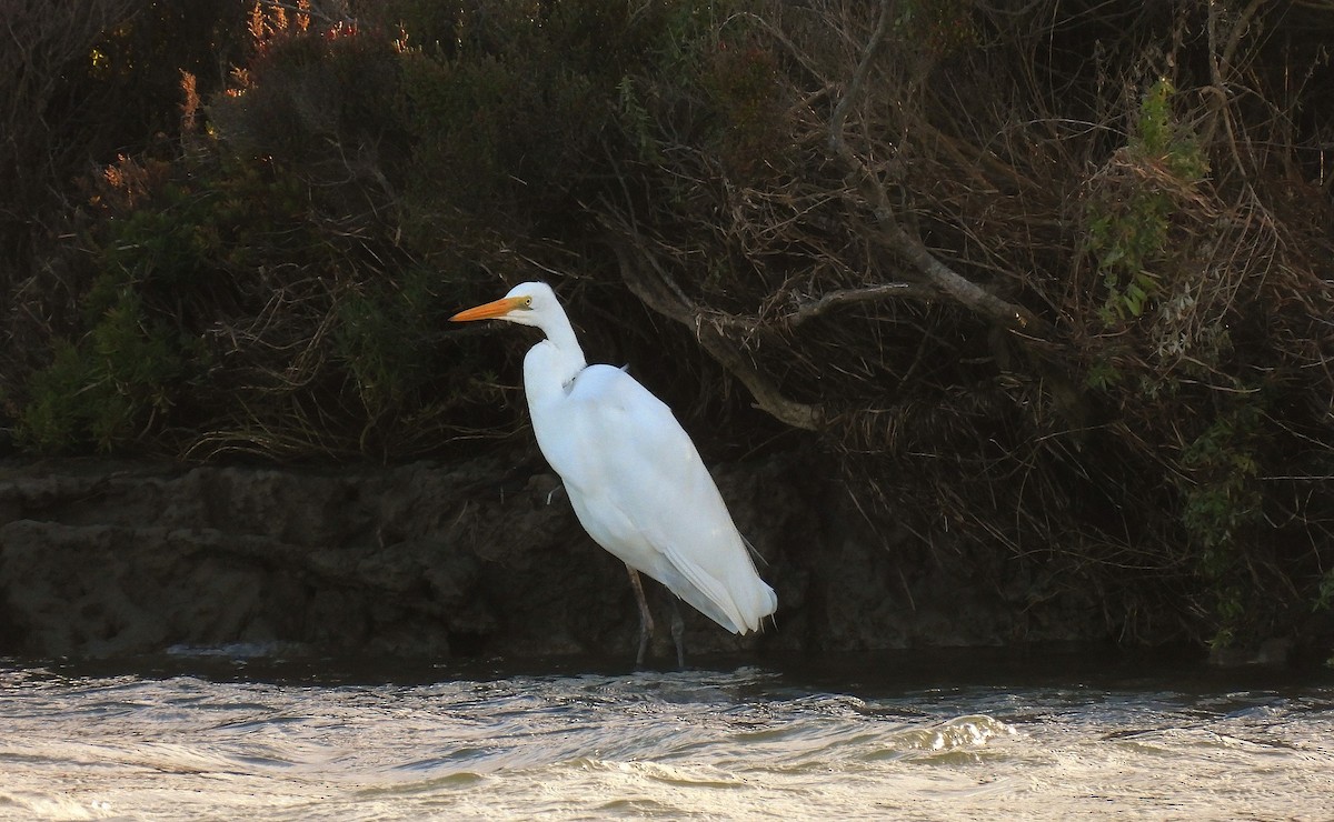 Grande Aigrette - ML640259385