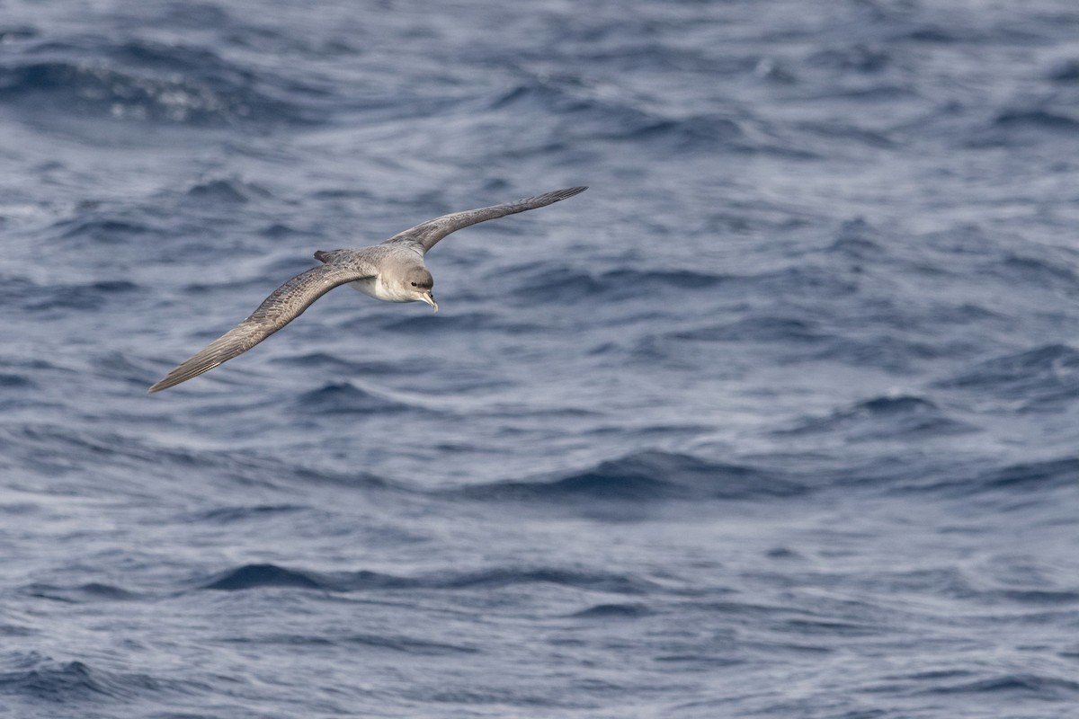 Puffin gris - ML640259389
