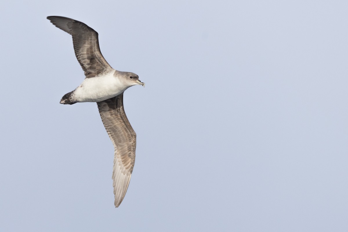 Puffin gris - ML640259391
