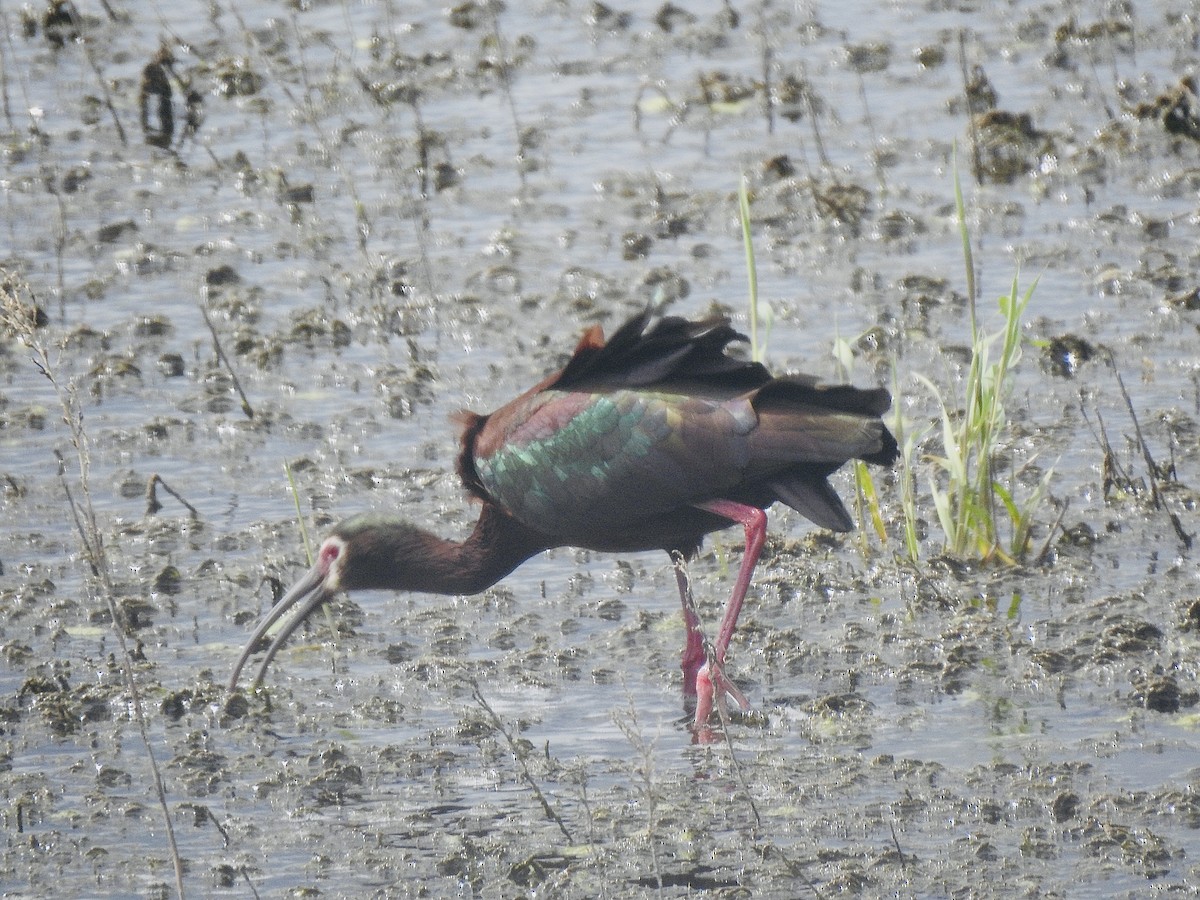 White-faced Ibis - ML640259432