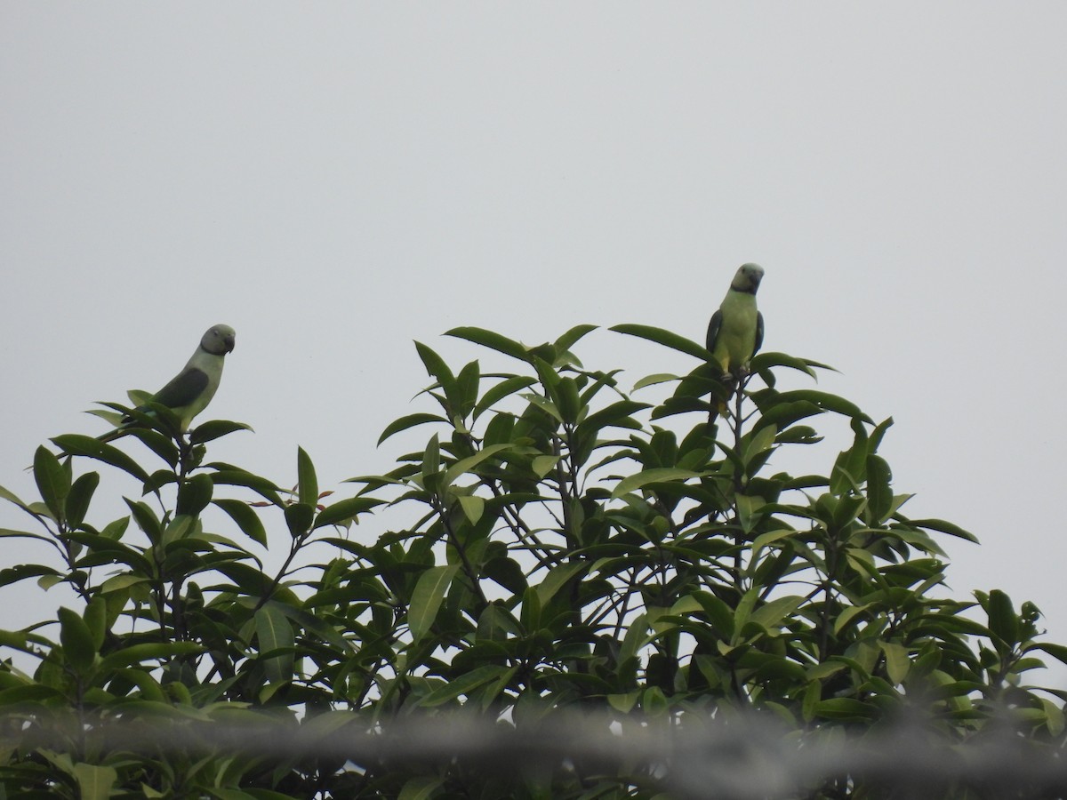 Malabar Parakeet - ML640259439