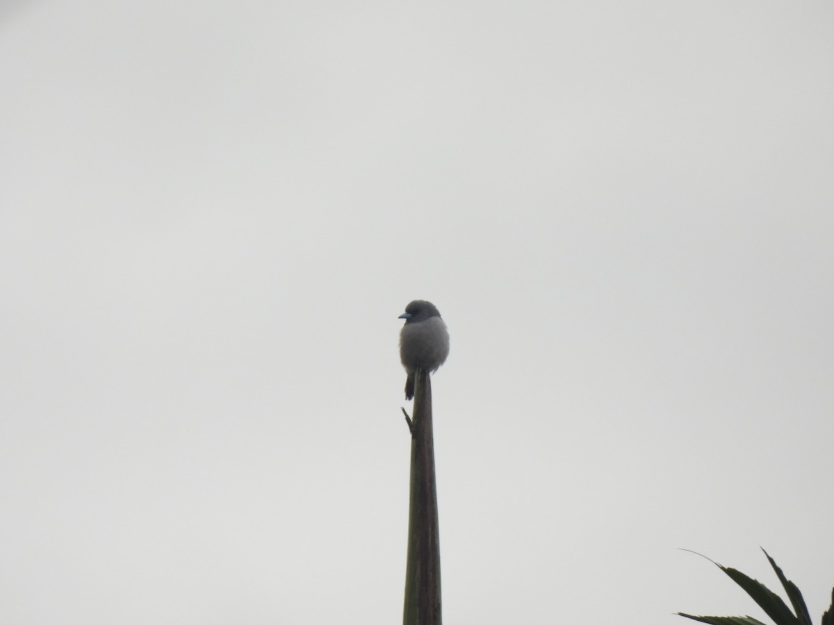 Ashy Woodswallow - ML640259442