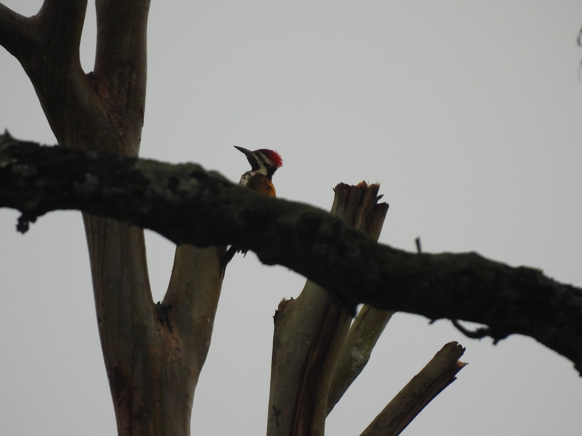 Black-rumped Flameback - ML640259448