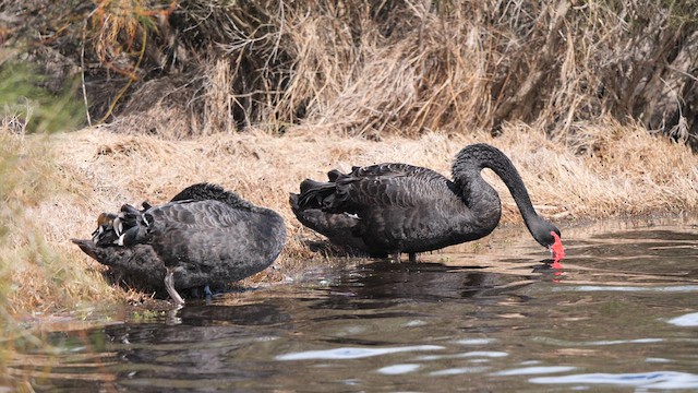 Black Swan - ML640259449