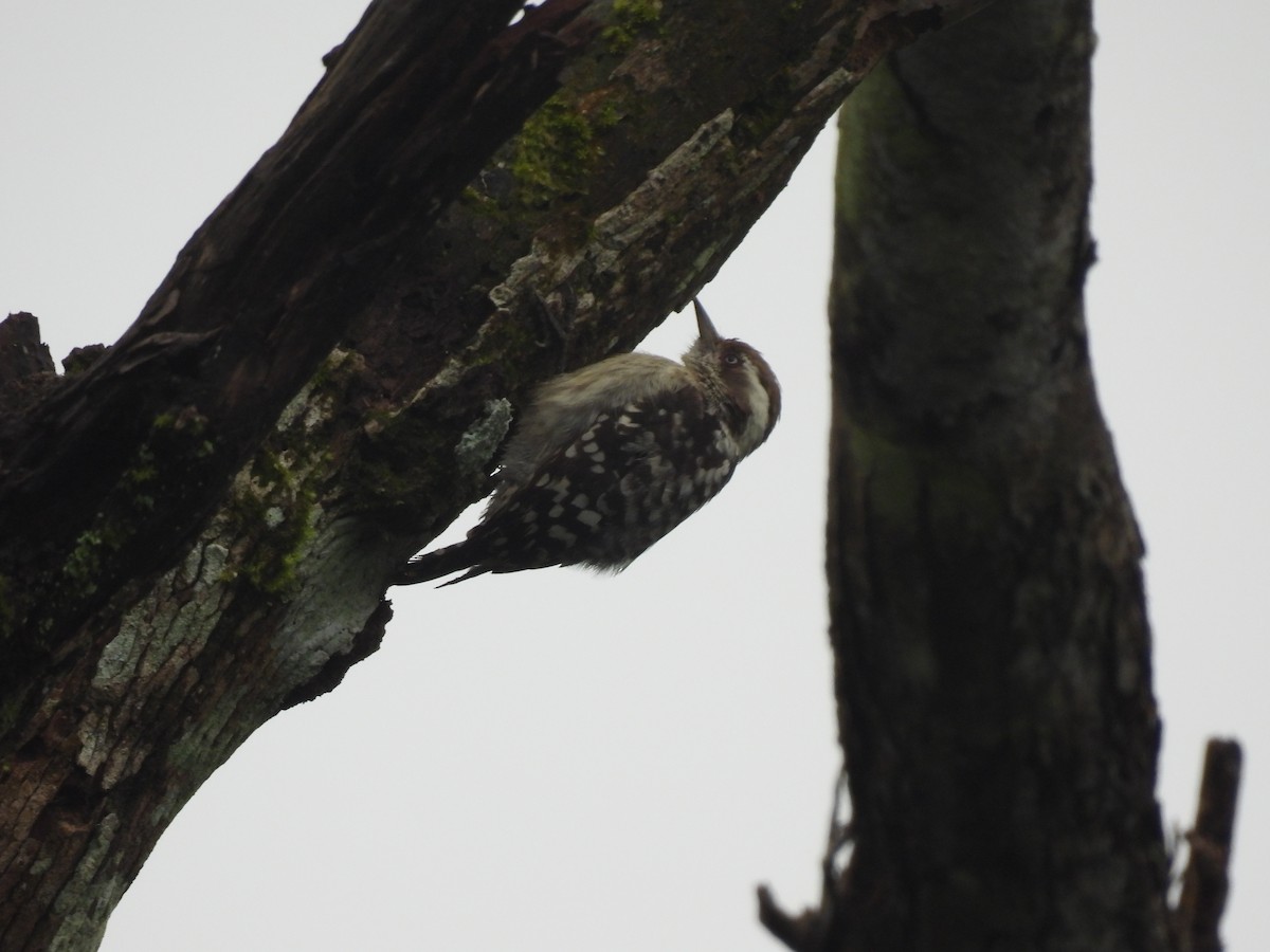 Brown-capped Pygmy Woodpecker - ML640259453