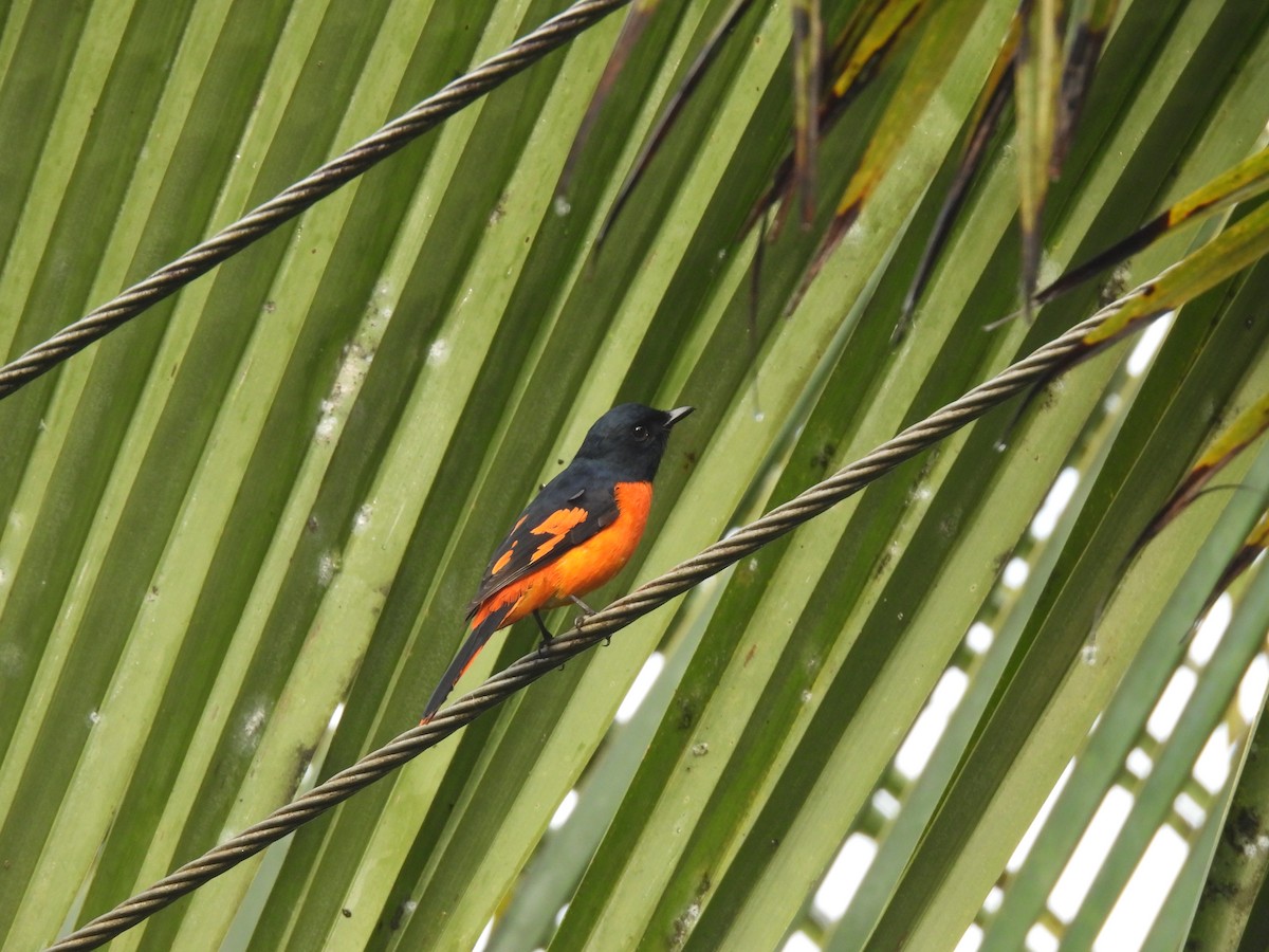 Orange Minivet - ML640259464