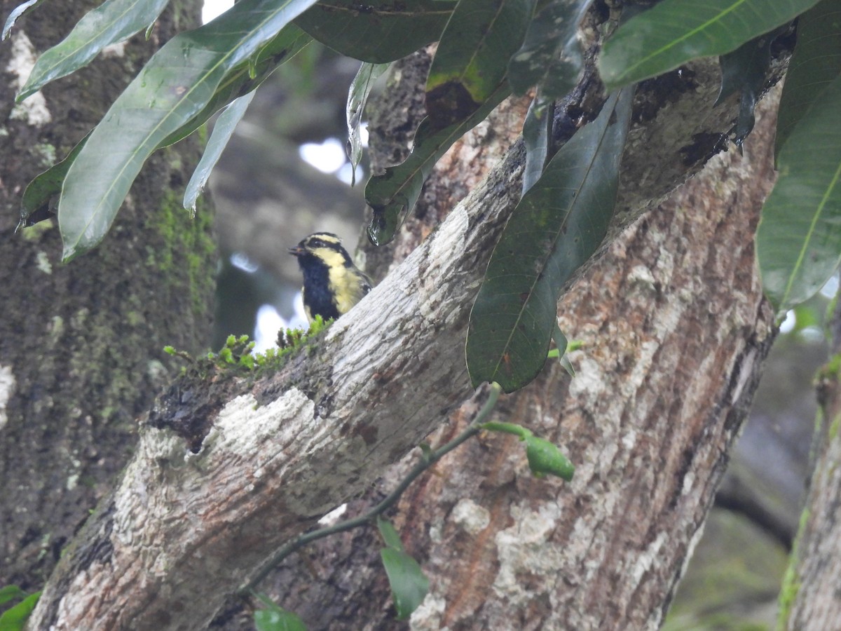 Indian Yellow Tit - ML640259475