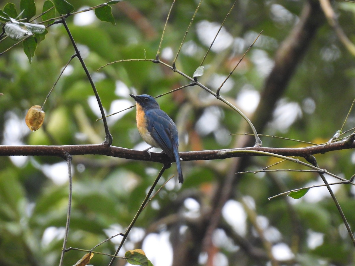Tickell's Blue Flycatcher - ML640259479