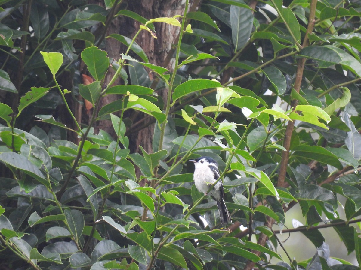 Bar-winged Flycatcher-shrike - ML640259486