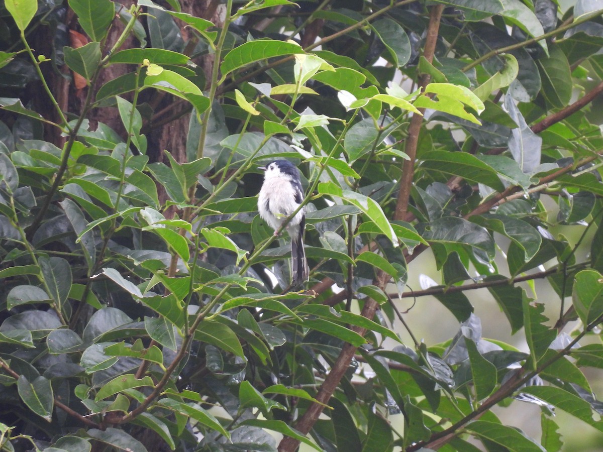 Bar-winged Flycatcher-shrike - ML640259487