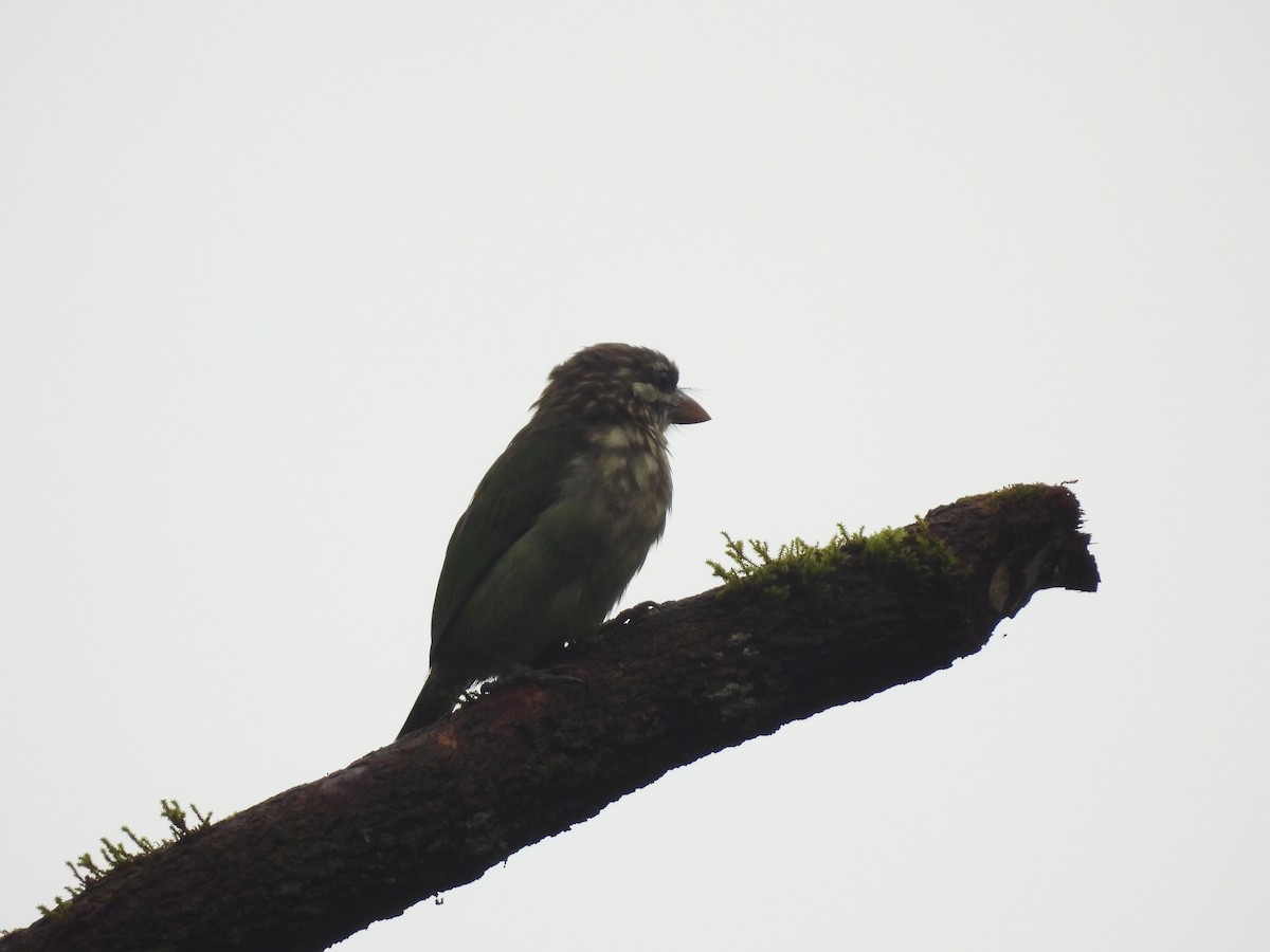 White-cheeked Barbet - ML640259495