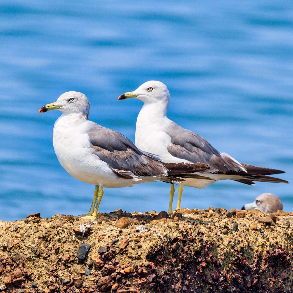 Black-tailed Gull - ML640259520