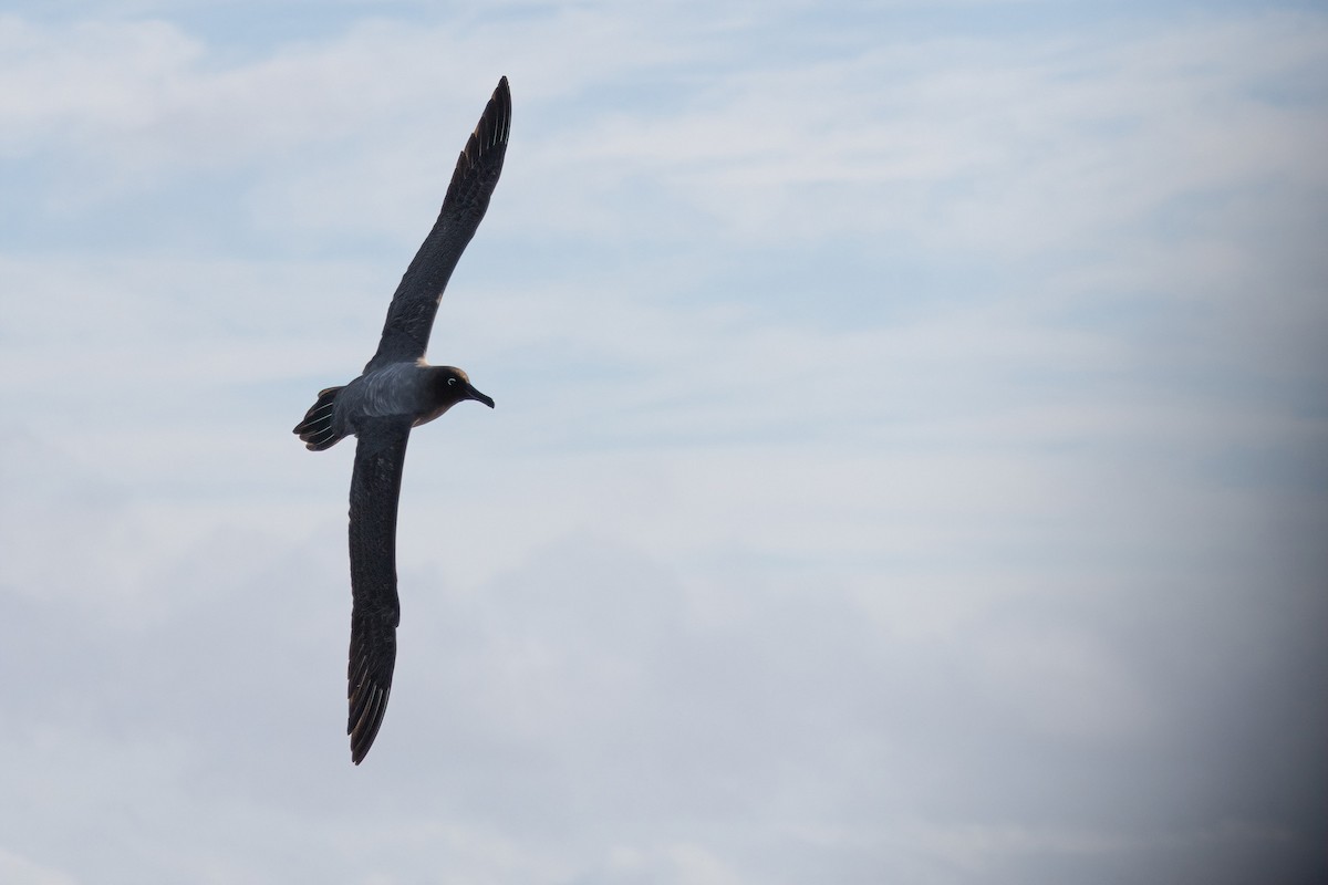 Light-mantled Albatross - ML640259529