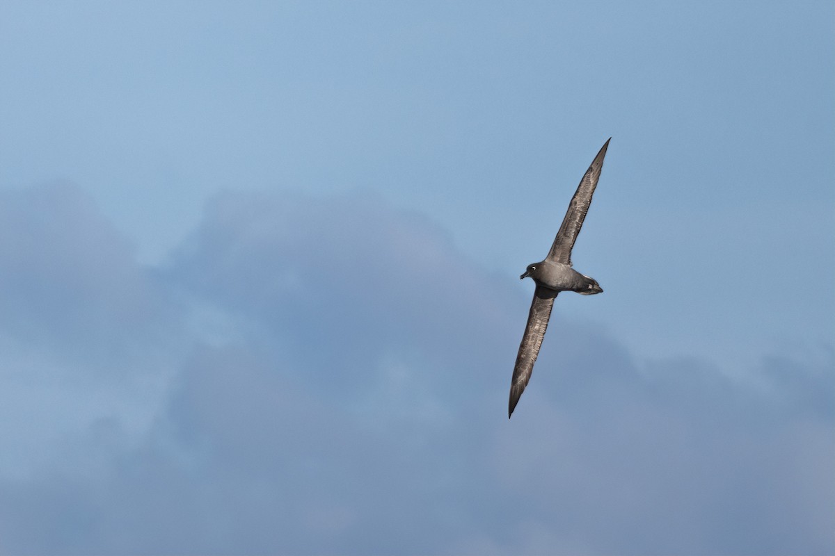 Light-mantled Albatross - ML640259532
