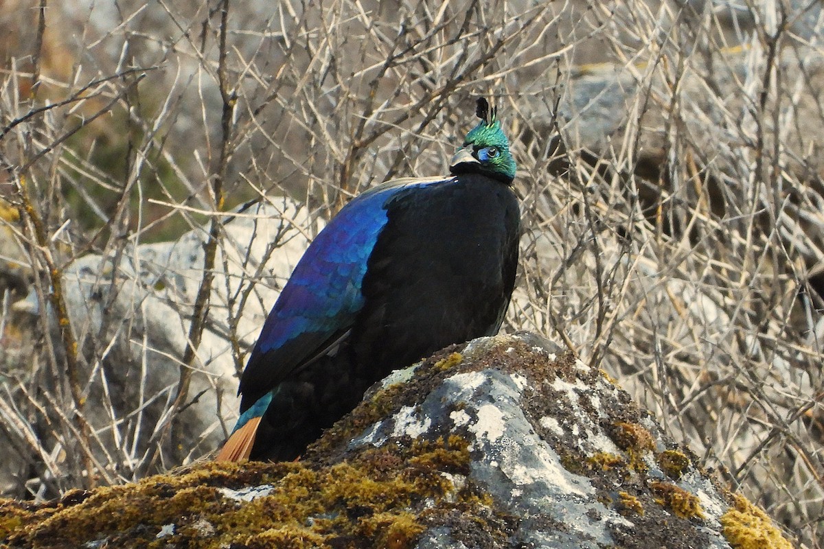 Himalayan Monal - ML640259545