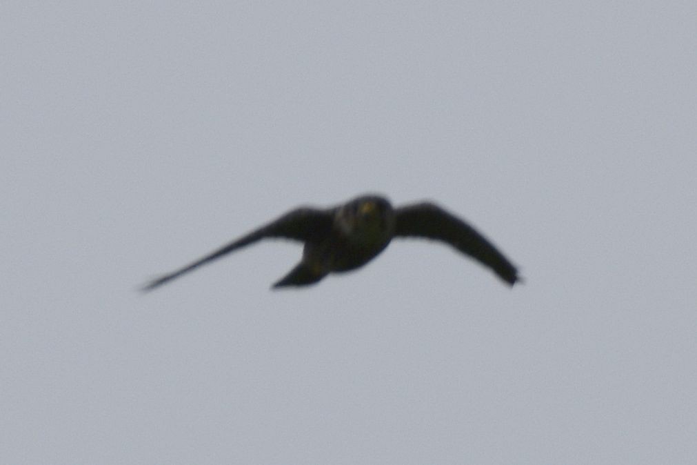 Falco sp. - ML640259556