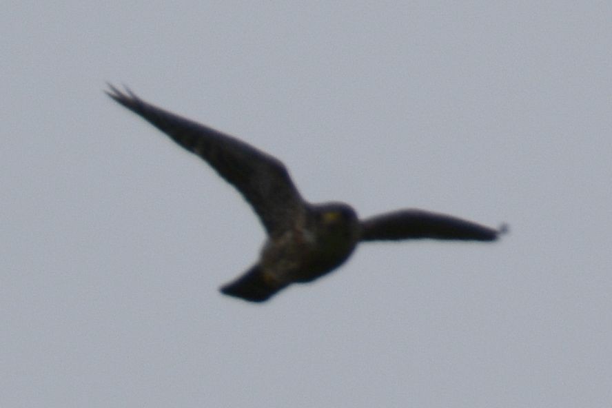 Falco sp. - ML640259557