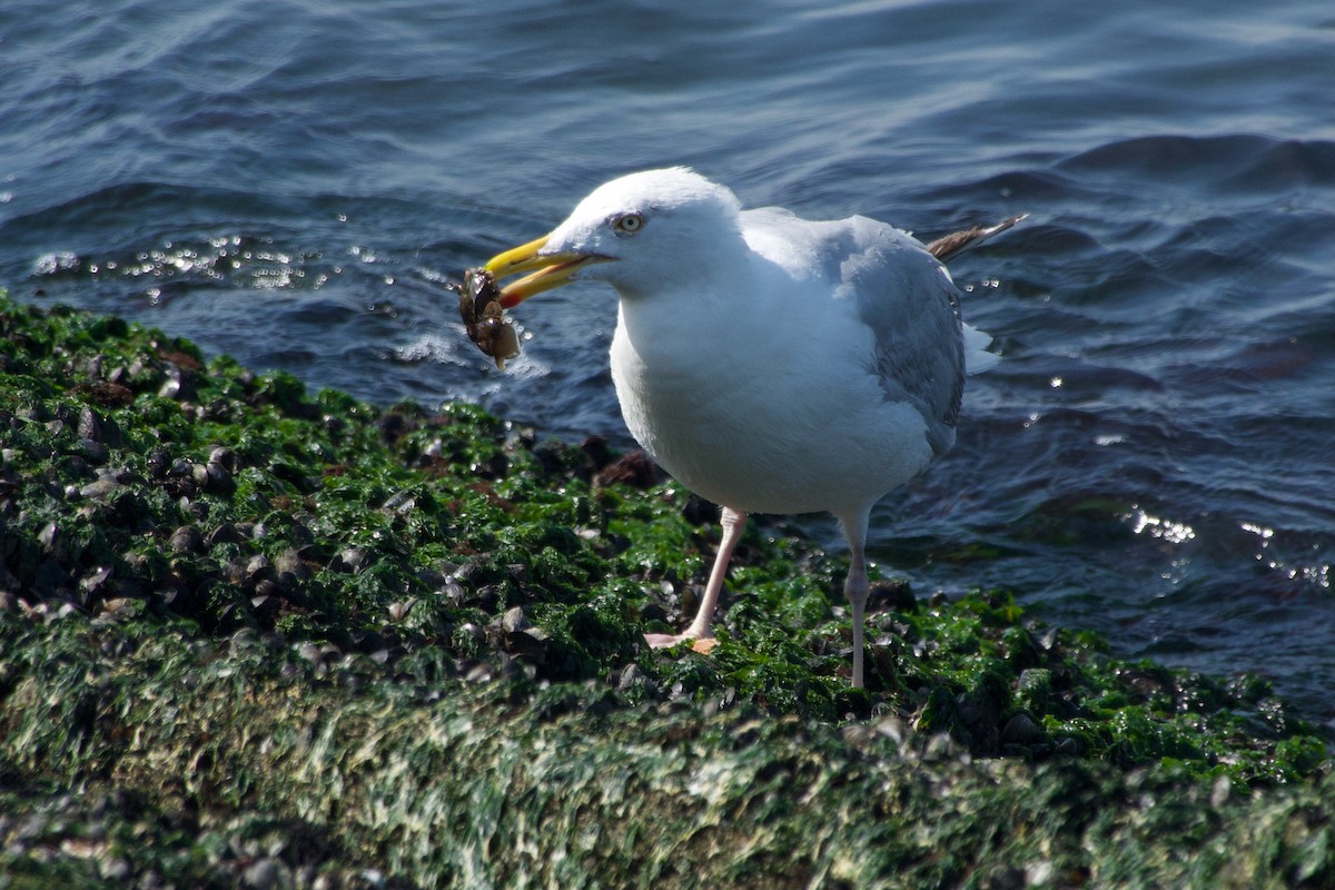 European Herring Gull - ML640259567