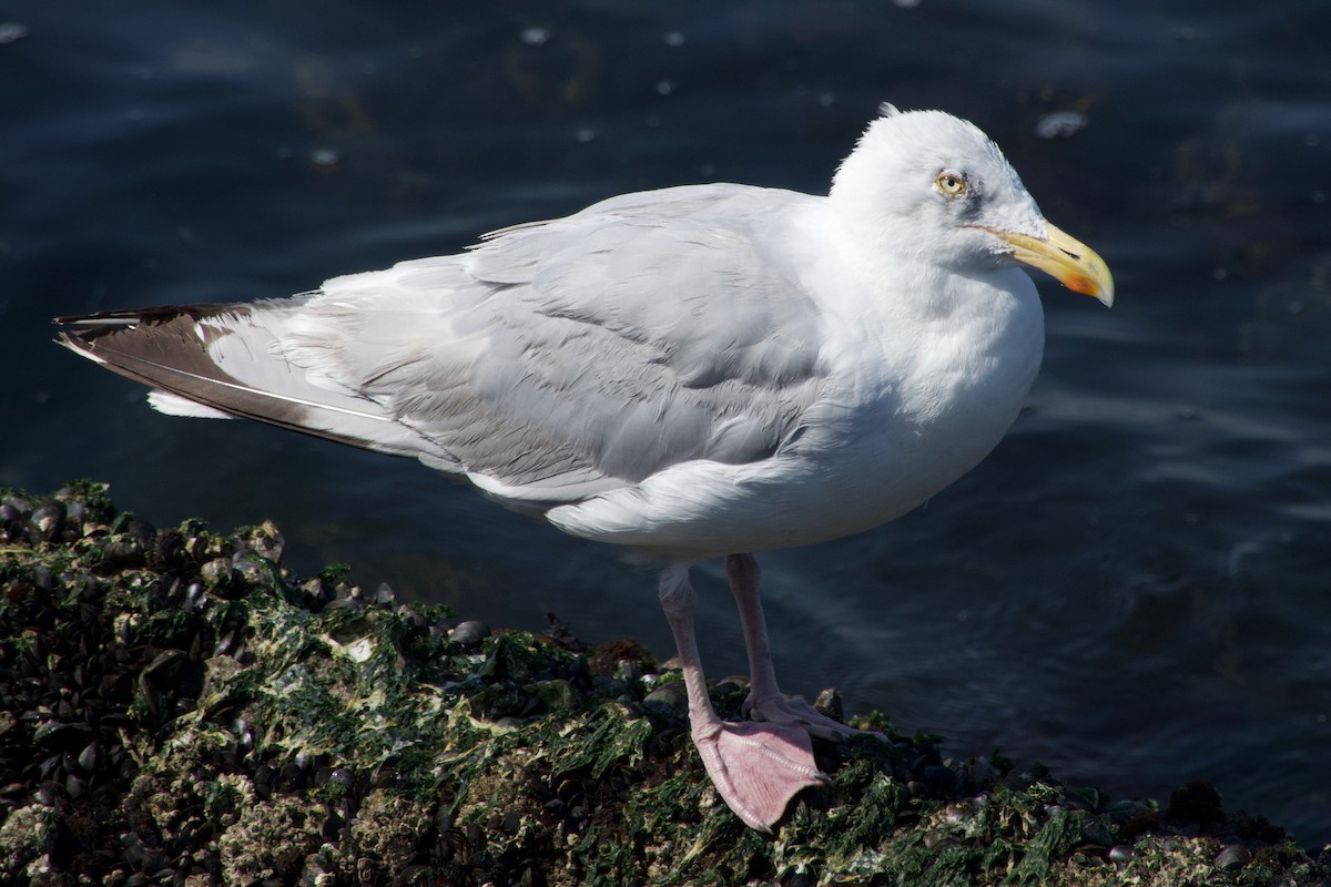 European Herring Gull - ML640259568